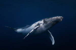 canvas-print-humpback-whale-in-blue-x