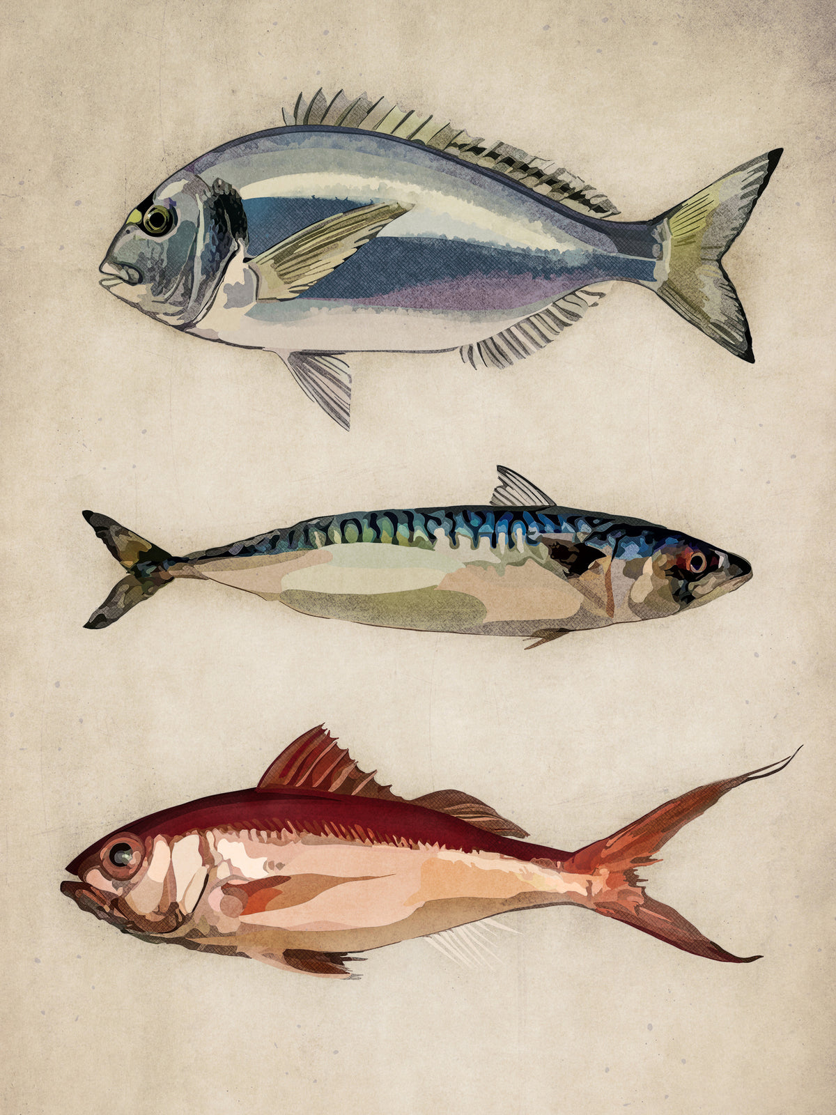 acrylic-print-trio-of-ocean-life