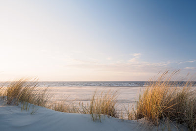poster-print-golden-dune-grass-at-the-beach