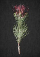 framedposter-print-protea-serenity