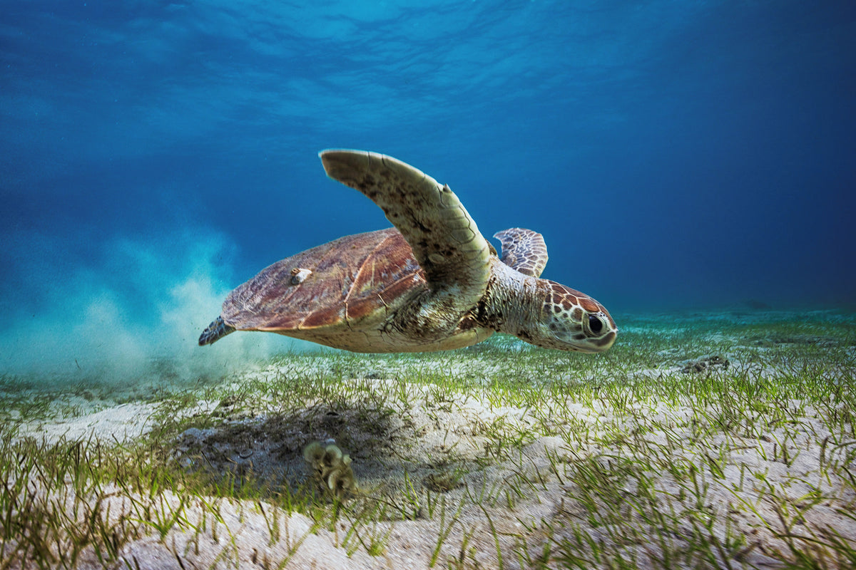 framedcanvas-print-take-off-x
