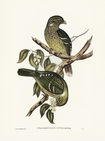 poster-print-cat-bird