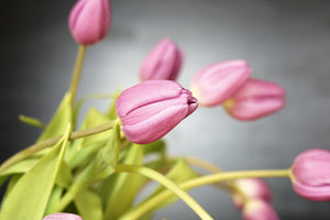 acrylic-print-the-tulip-bouquet-in-pink