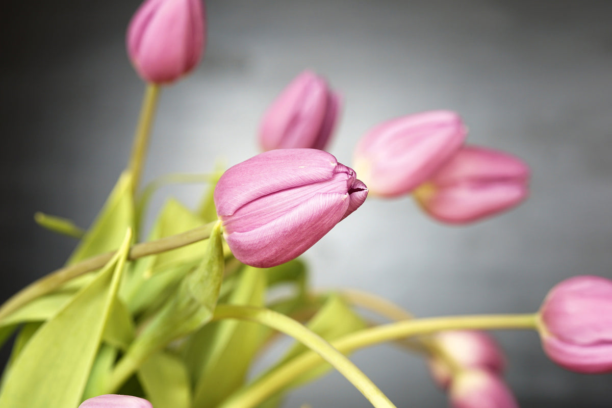 acrylic-print-the-tulip-bouquet-in-pink
