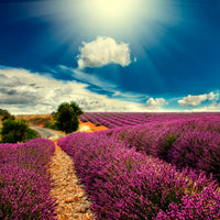 canvas-print-the-lavender-valley