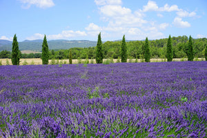 framedposter-print-magnificent-lavender-field