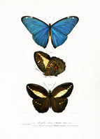 poster-print-various-butterflies-ii
