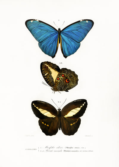 poster-print-various-butterflies-ii