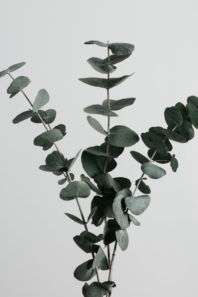 poster-print-eucalyptus-natural-01