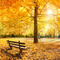 poster-print-goldener-herbst-im-wald