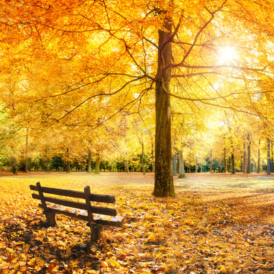poster-print-goldener-herbst-im-wald