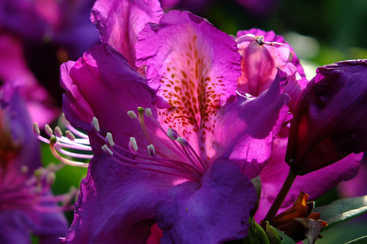 3-piece-acrylic-print-the-rhododendron