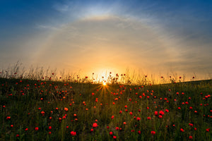 framedcanvas-print-red-poppies-and-sunrise
