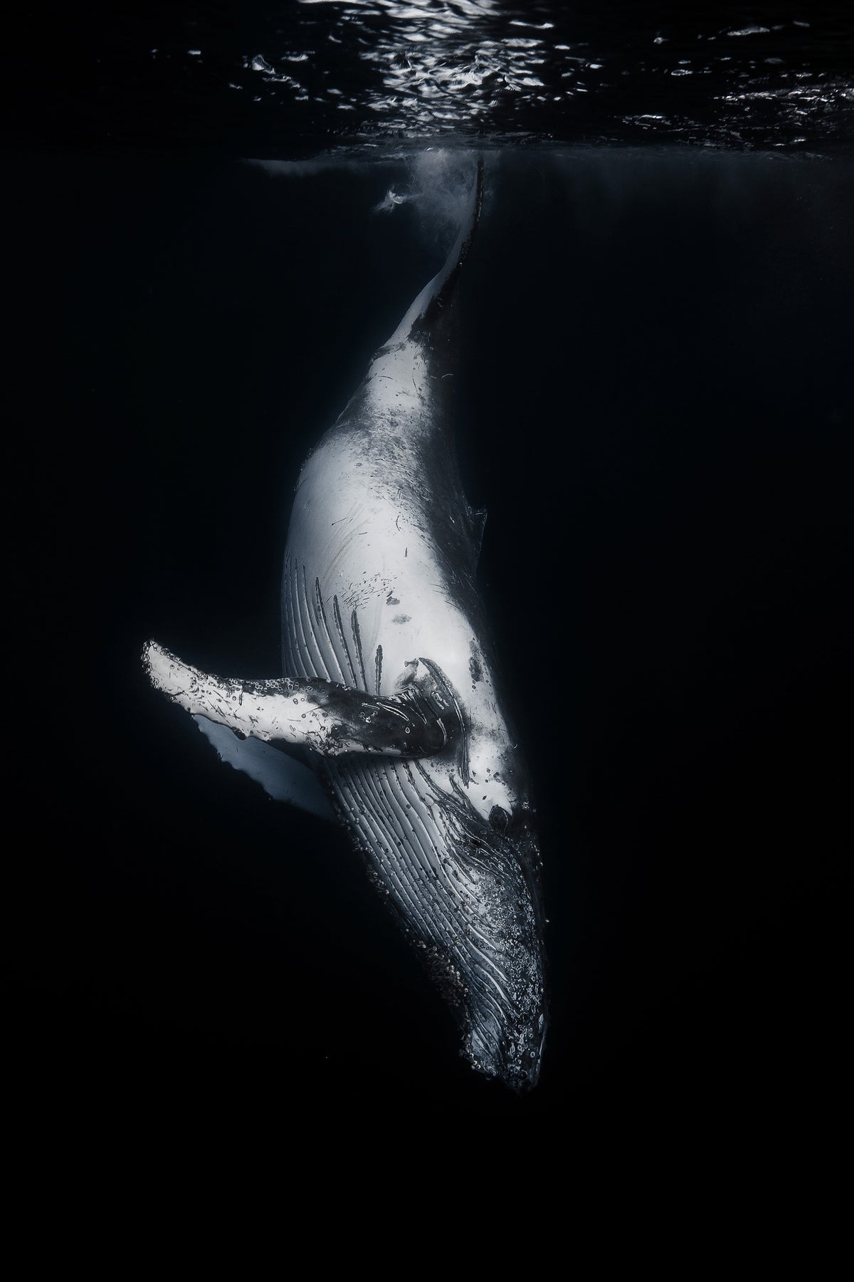 poster-print-black-whale-2