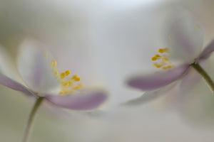 modern-3-piece-acrylic-print-soft-whispering