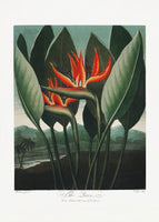 acrylic-print-the-queen-plant-from-the-temple-of-flora-1807