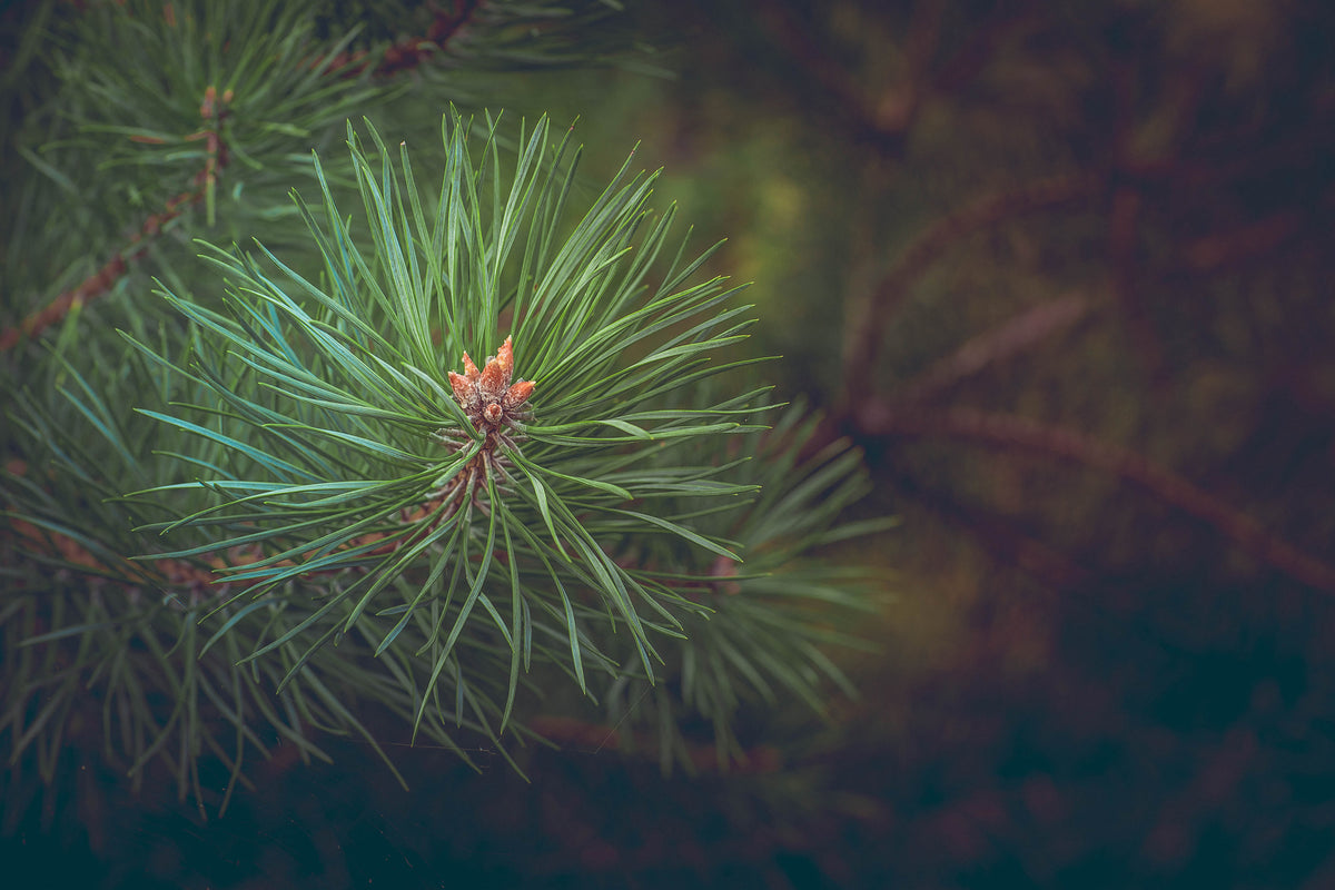 framedcanvas-print-pine-tree-close-up