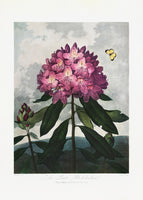 acrylic-print-the-pontic-rhododendron-from-the-temple-of-flora-1807