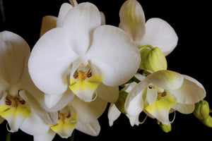 aluminium-print-white-orchids-in-bloom