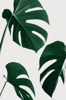 acrylic-print-monstera-nautral-39