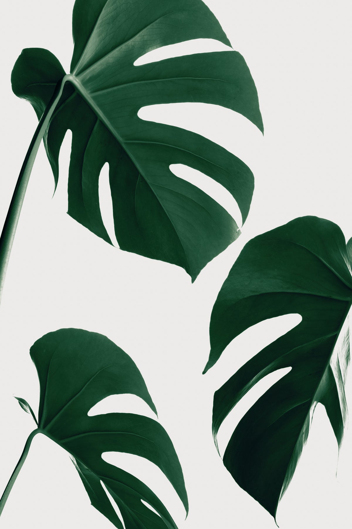 acrylic-print-monstera-nautral-39