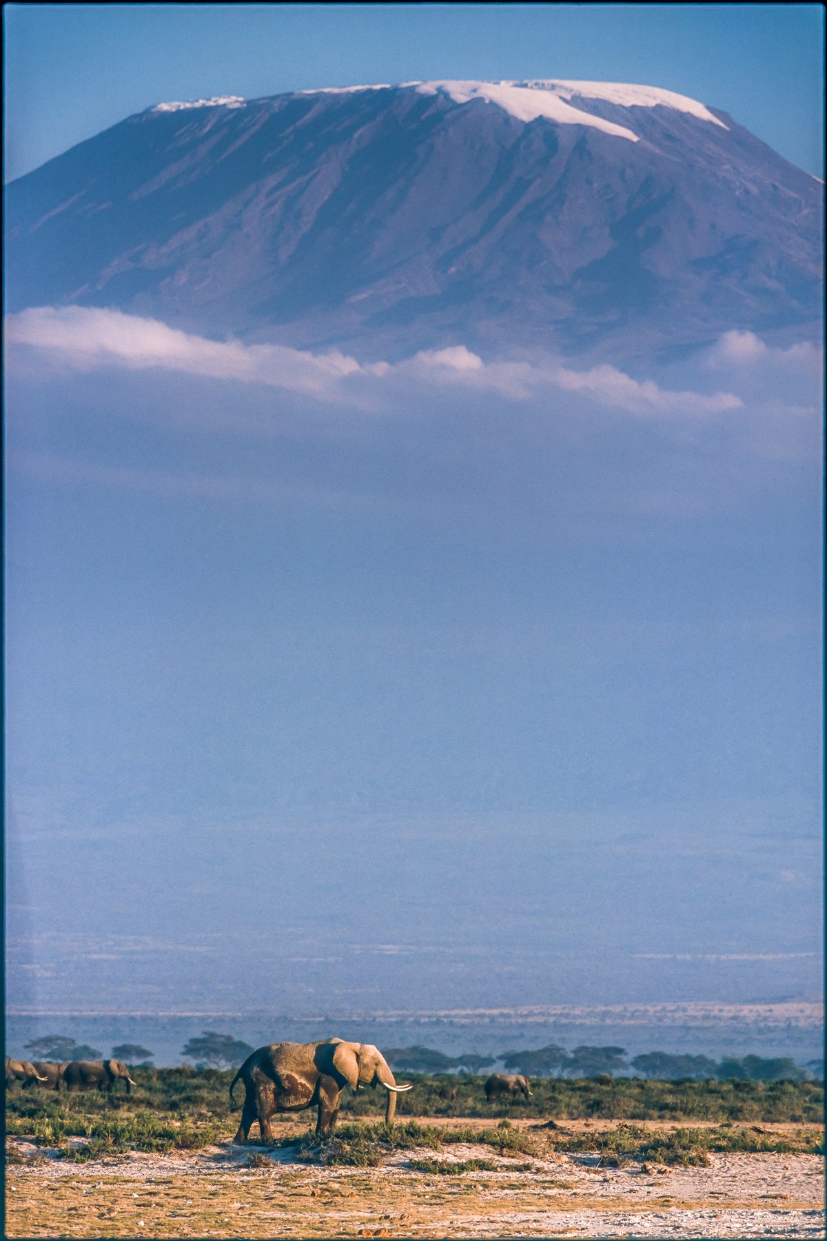 poster-print-kilimanjaro-and-the-quiet-sentinels