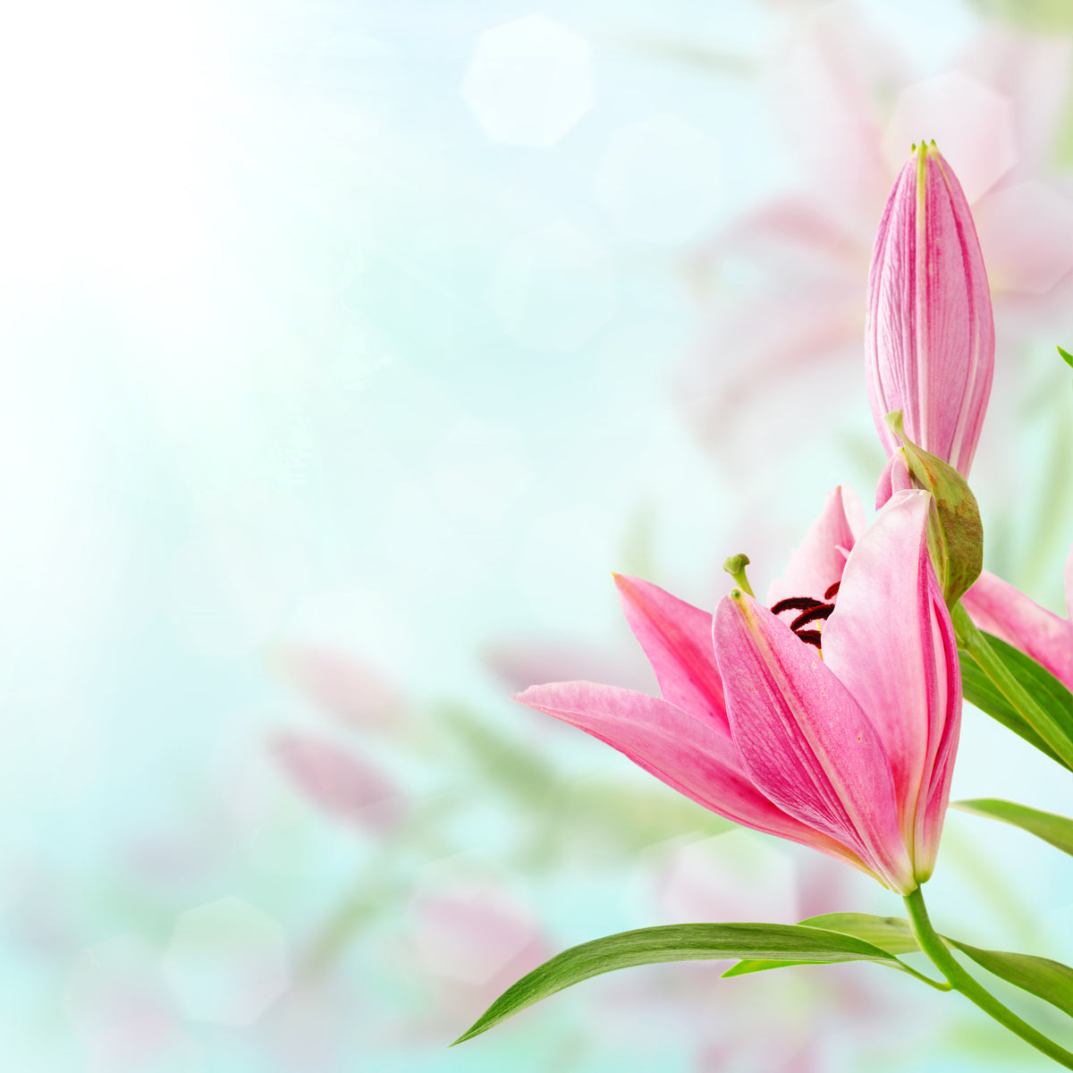 acrylic-print-romantic-lilies