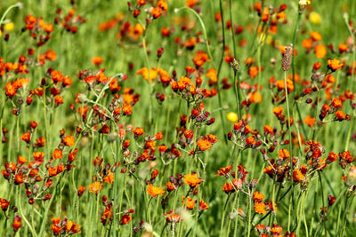 poster-print-hawkweeds