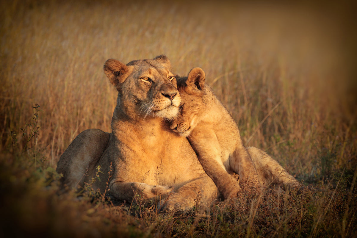 acrylic-print-feline-family-x