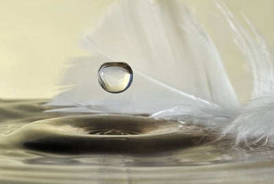 poster-print-feathers-drop