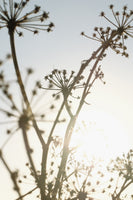 acrylic-print-beach-flowers-001