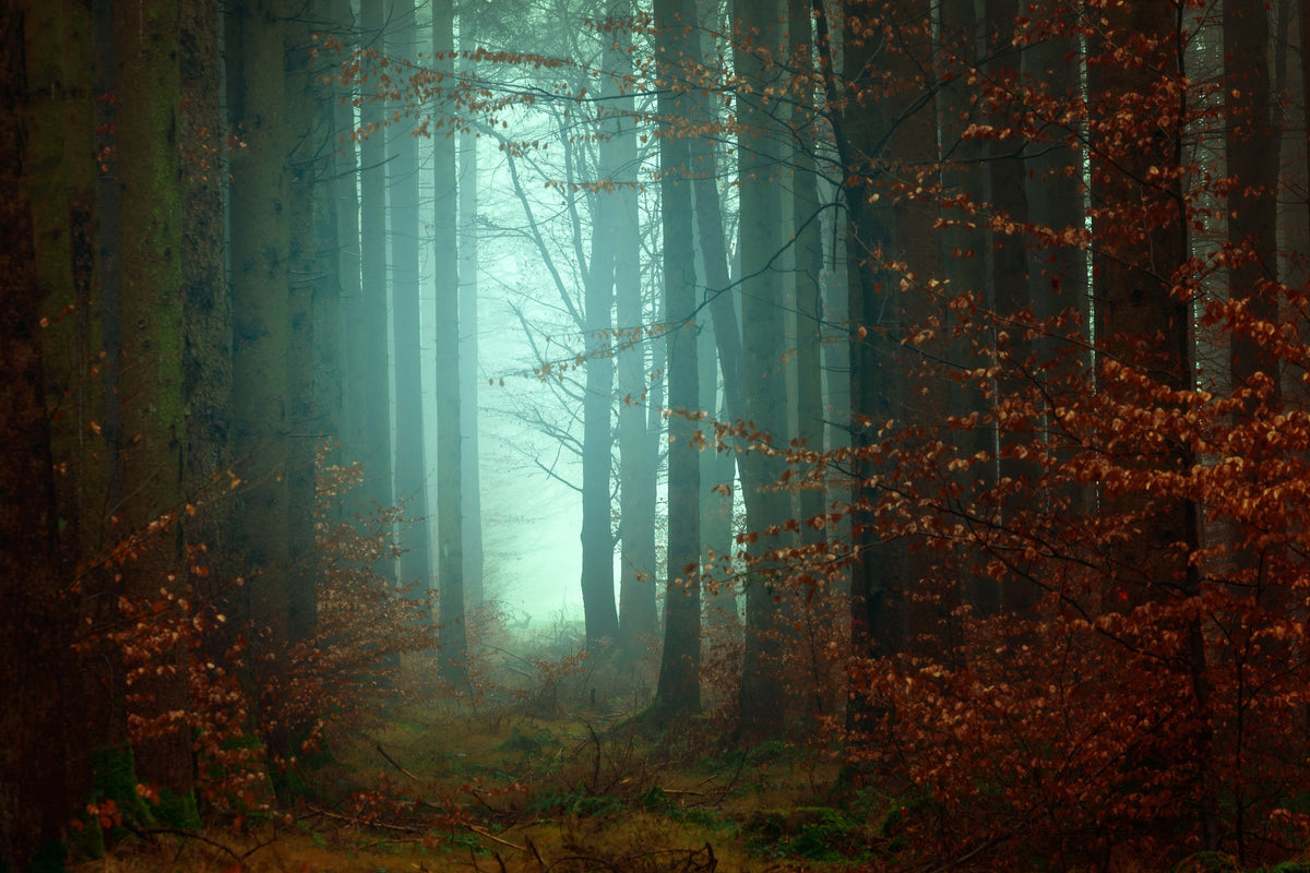 modern-3-piece-acrylic-print-mood-in-the-forest