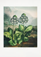 canvas-print-a-group-of-auriculas-from-the-temple-of-flora-2-1807