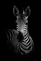 framedposter-print-the-zebra