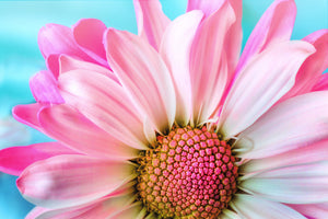 poster-print-colored-flower