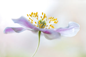 acrylic-print-wood-anemone