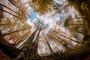 acrylic-print-forest-xax
