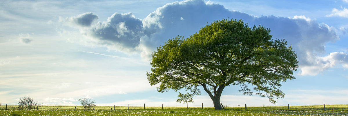 panoramic-canvas-print-spring-tree-panorama