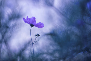 aluminium-print-blue-dream-x