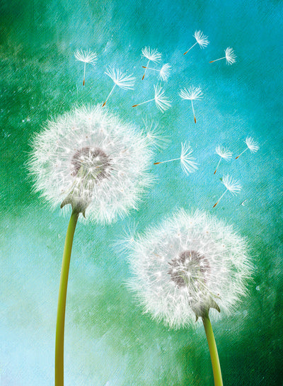 poster-print-dandelion-wishes