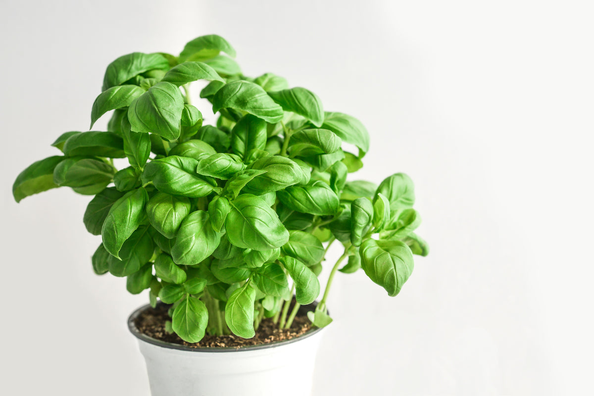 modern-3-piece-aluminium-print-basil-in-the-pot