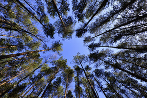 aluminium-print-under-high-treetops