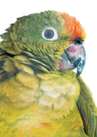 acrylic-print-vibrant-parrot-glance