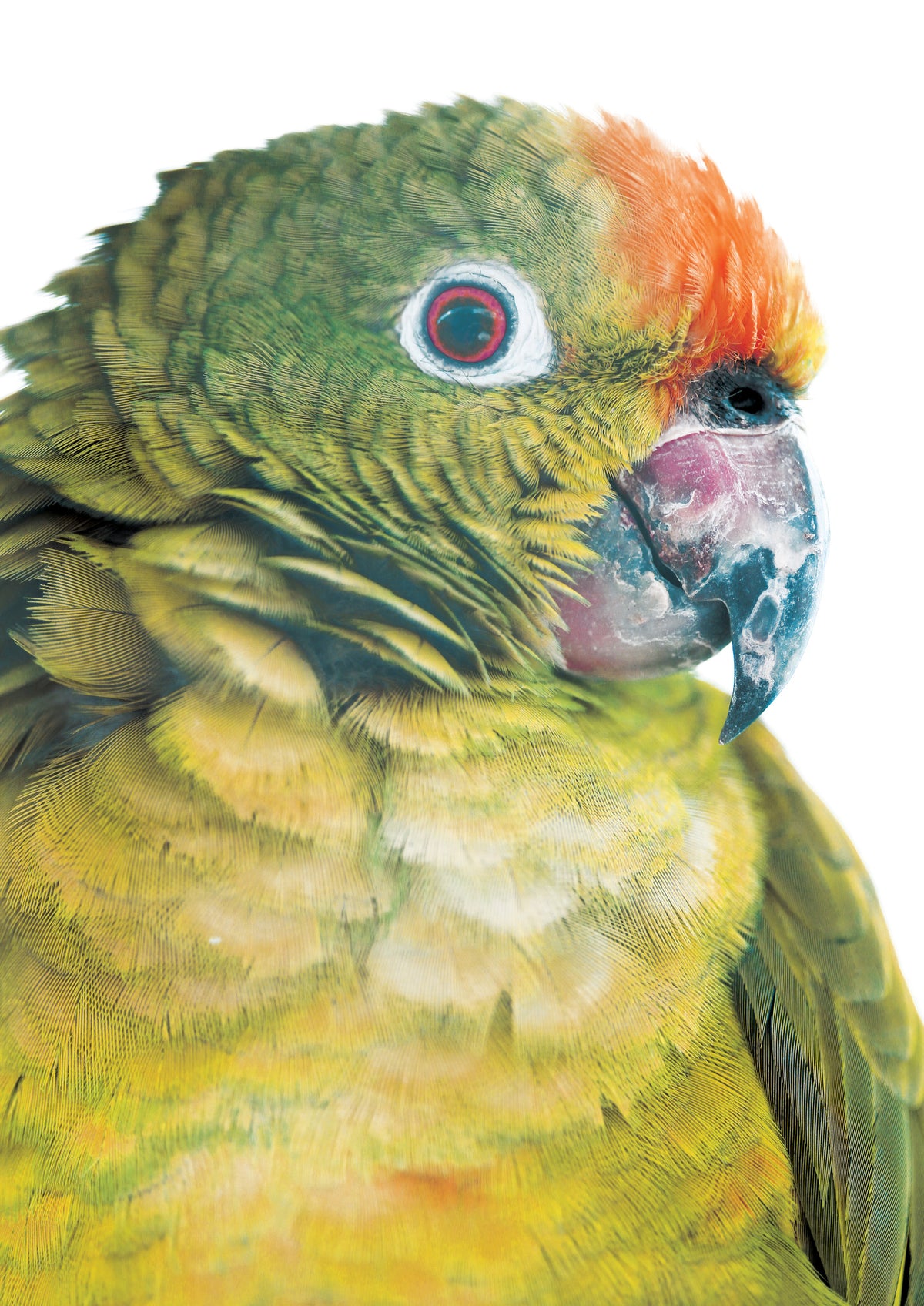 acrylic-print-vibrant-parrot-glance