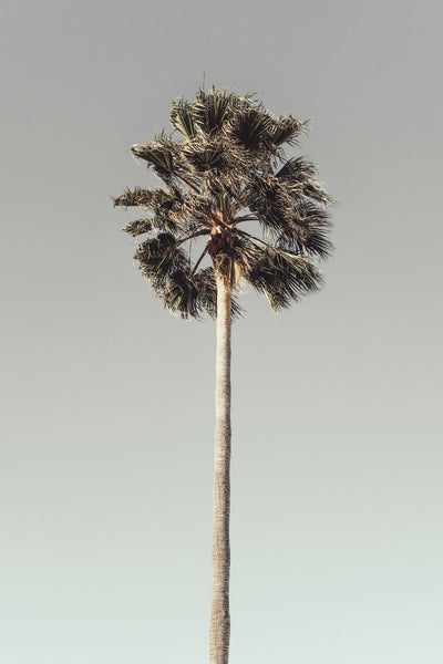 poster-print-palm-001