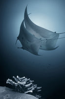 canvas-print-sonata-x