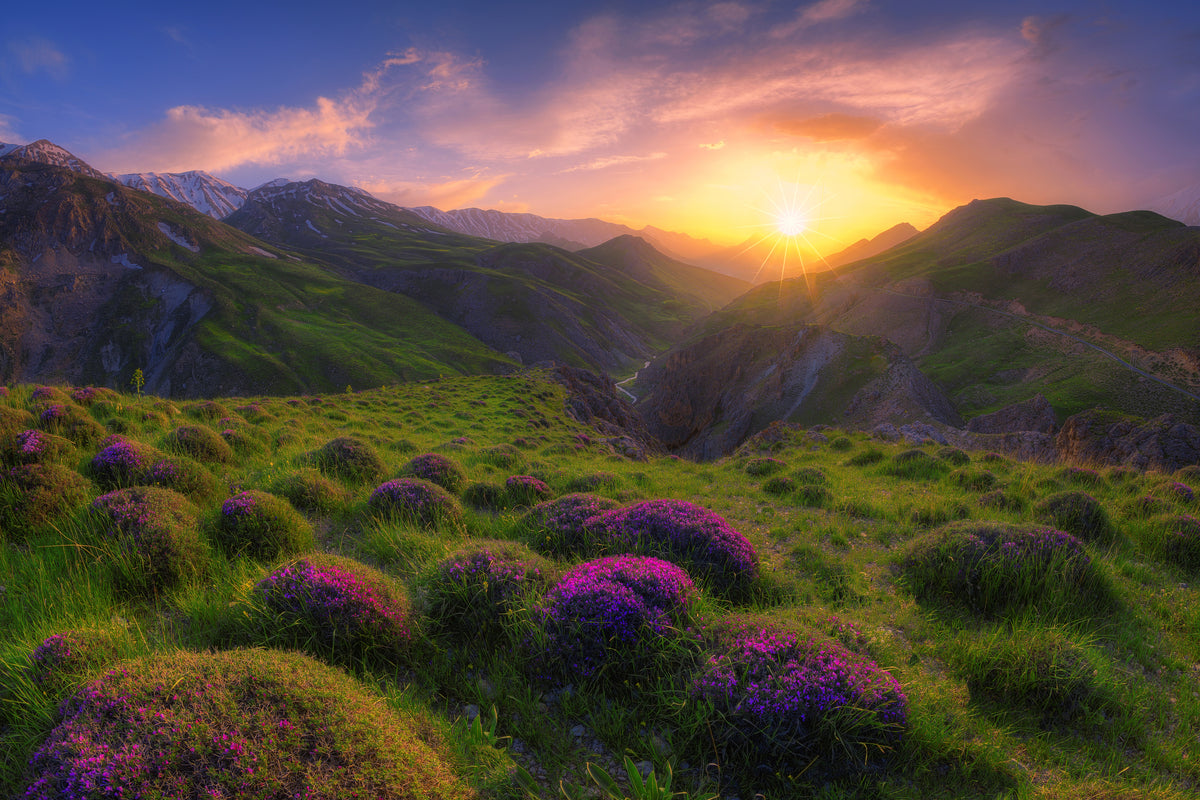 canvas-print-spring-in-show-x