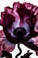 canvas-print-lightfall-florals-velvet-cup
