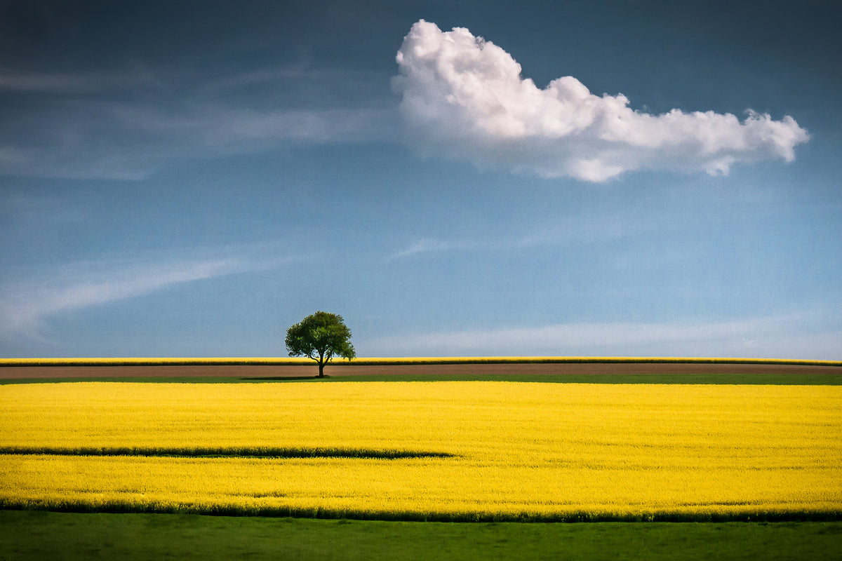 canvas-print-the-tree-and-the-cloud-x