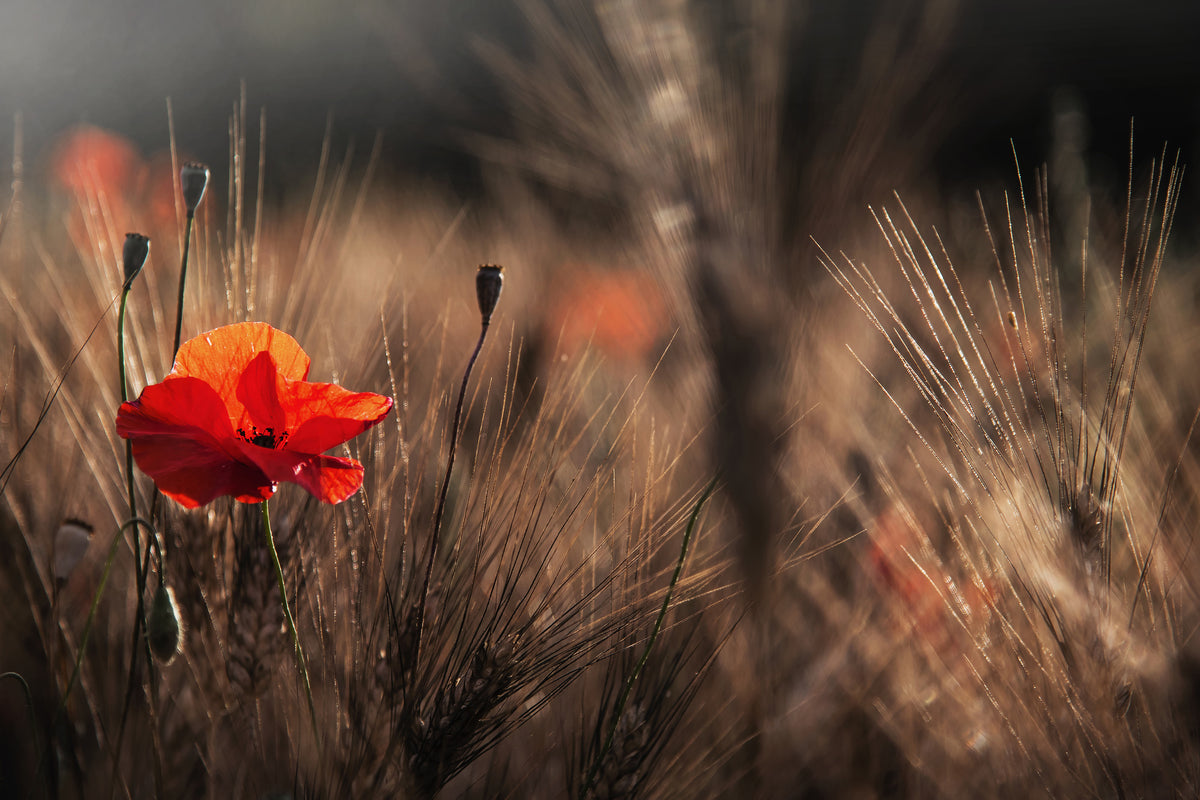 framedposter-print-poppy-with-corn-x